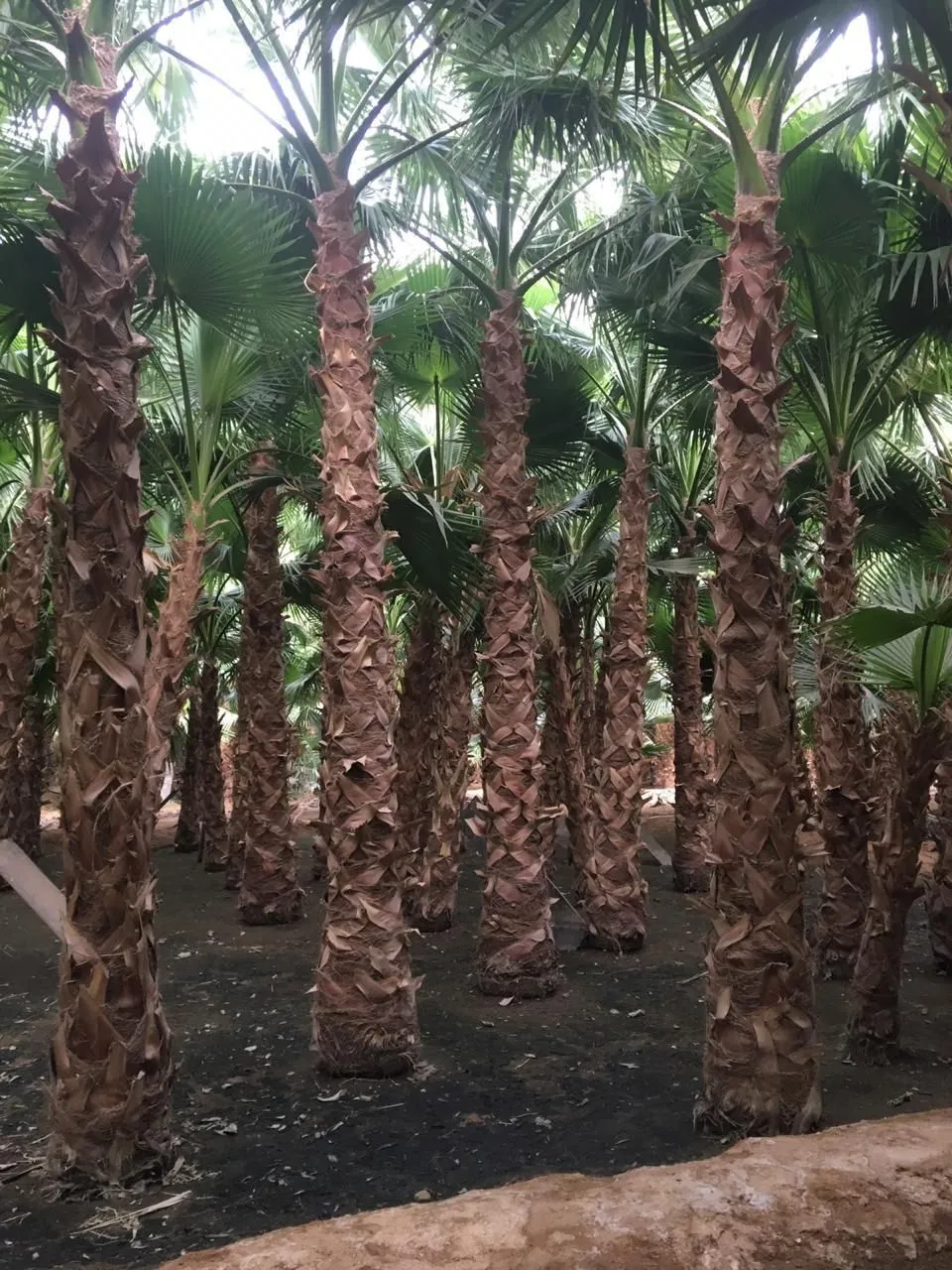 نخيل عربي وواشنطني