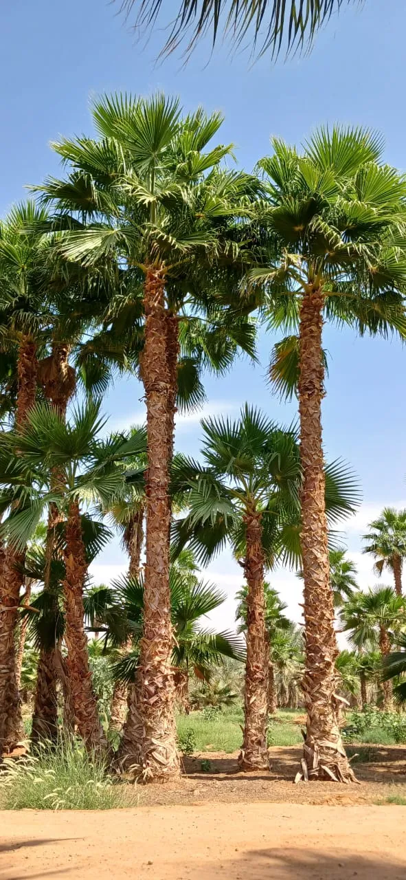 نخيل عربي ووشنطني